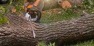 How Our Tree Care Process Works  in  Lyman, WY